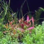 植栽から23日目（トリミングから68日目）
